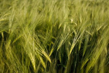 Yeşil buğday tarlasını kapatın..
