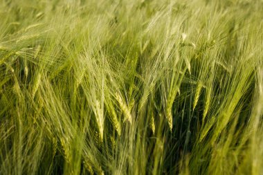 Yeşil buğday tarlasını kapatın..