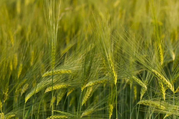 Yeşil buğday tarlasını kapatın..