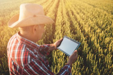 Bir buğday tarlasında tablet ile Çiftçi eller Kapatın. Akıllı tarım, tarımda modern teknolojileri kullanan adam