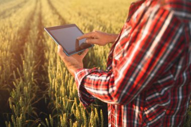 Bir buğday tarlasında tablet ile Çiftçi eller Kapatın. Akıllı tarım, tarımda modern teknolojileri kullanan adam