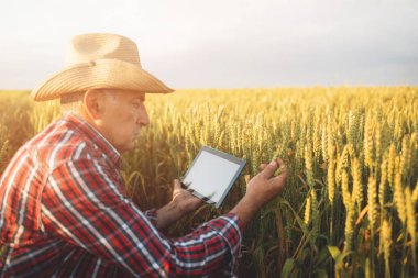 Çiftçi tarımda modern teknolojileri kullanarak bir buğday tarlasında ayakta. Bir buğday tarlasında tablet ile Çiftçi.