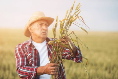 Elinde buğday olan çiftçi. Çiftçinin elindeki buğday kulakları kapanır. Arka planda buğday tarlası