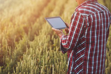 Bir buğday tarlasında tablet ile Çiftçi eller Kapatın. Akıllı tarım, tarımda modern teknolojileri kullanan adam