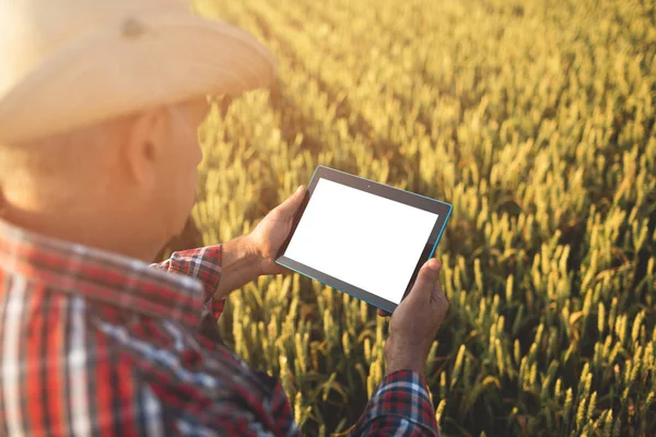 Mani Contadine Con Tavoletta Campo Grano Close Agricoltura Intelligente Uomo — Foto Stock