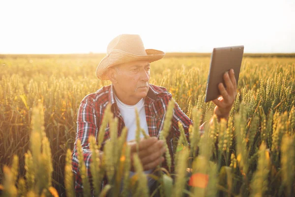 Bauer Der Auf Einem Weizenfeld Steht Und Moderne Technologien Der — Stockfoto