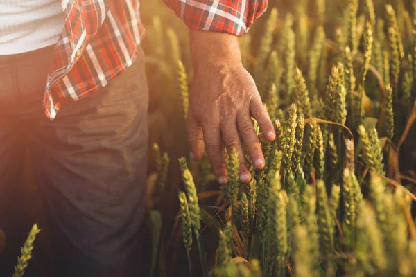 Buğday Tarlasında Altın Buğday Kulağına Dokunan Adam Eli — Stok fotoğraf