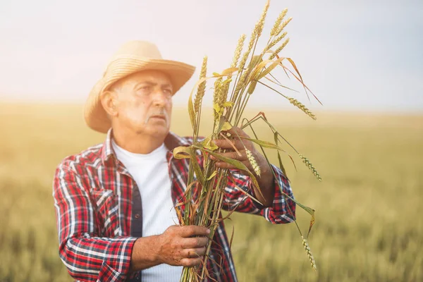 Landwirt Mit Weizen Der Hand Weizenähren Bauernhänden Aus Nächster Nähe — Stockfoto
