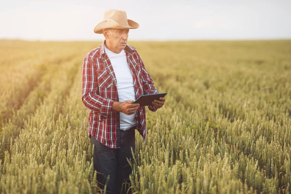 Farmer standing in a wheat field using modern technologies in agriculture.  Farmer with tablet in a wheat field.