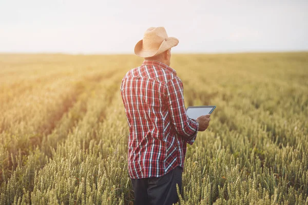 Çiftçi Tarımda Modern Teknolojileri Kullanarak Bir Buğday Tarlasında Ayakta Bir — Stok fotoğraf