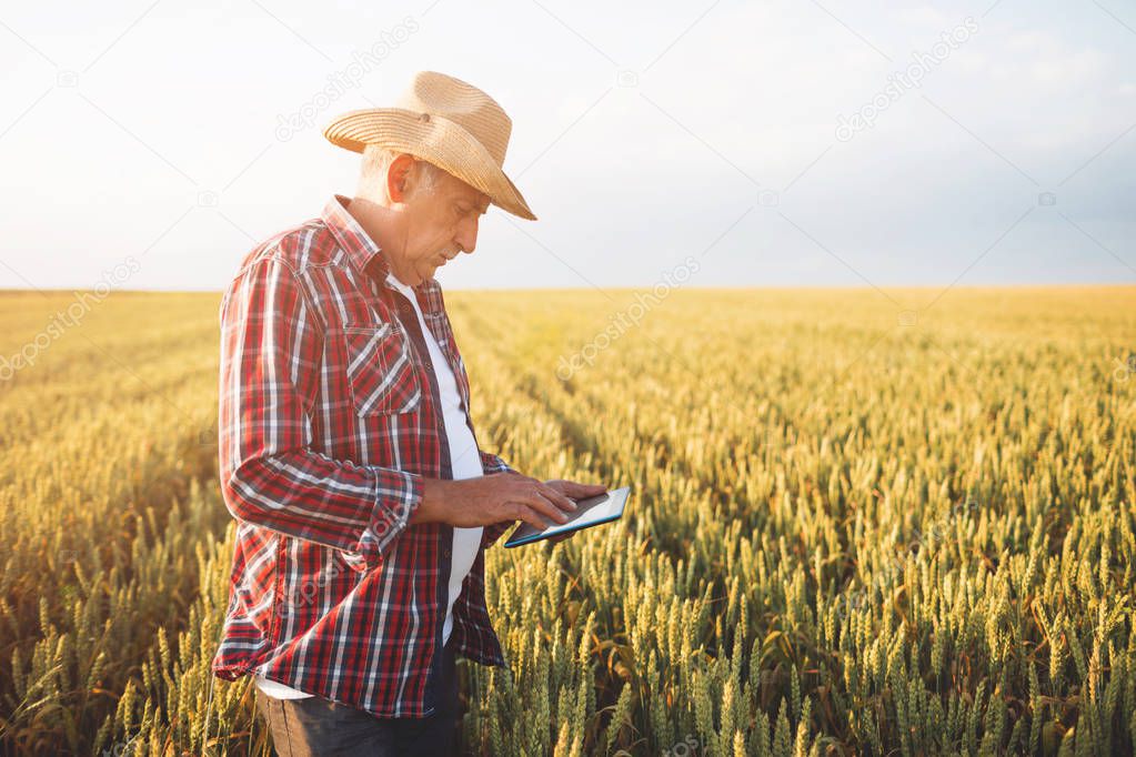 Farmer standing in a wheat field using modern technologies in agriculture.  Farmer with tablet in a wheat field.