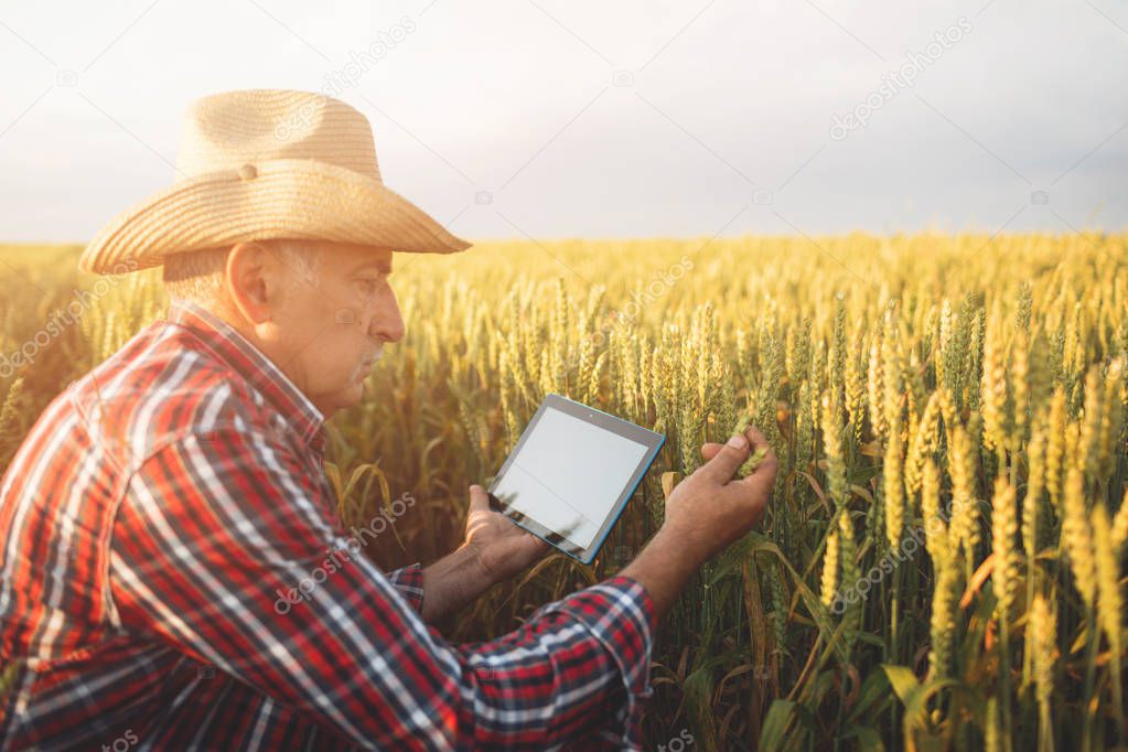 Farmer standing in a wheat field using modern technologies in agriculture.  Farmer with tablet in a wheat field.