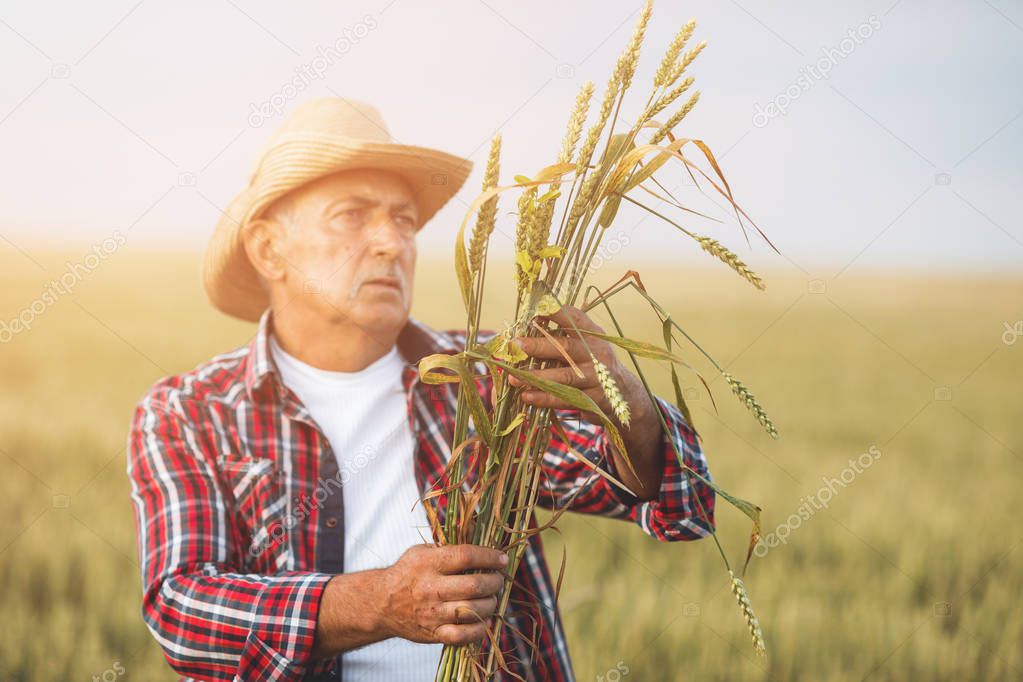 Farmer with wheat in hands. Wheat ears in farmer hands close up. Field of wheat on background
