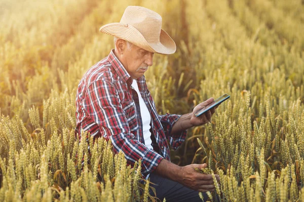 Agricoltore Piedi Campo Grano Utilizzando Moderne Tecnologie Agricoltura Agricoltore Con — Foto Stock