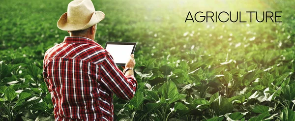 Jordbrukare Som Står Ett Vetefält Med Hjälp Modern Teknik Inom — Stockfoto