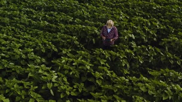 Auf einem Sonnenblumenfeld benutzt der Landwirt einen Tablet-Computer. Smart-Farming-Konzept — Stockvideo