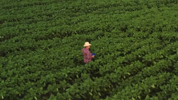 Jordbrukaren använder en Tablet PC på en solrosor fält. Smart Farming koncept — Stockvideo