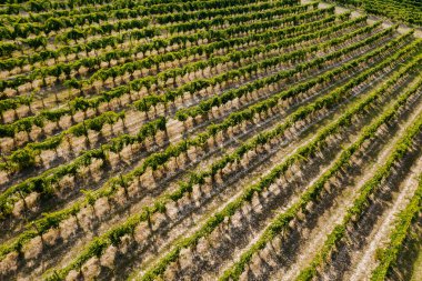 Toskana, İtalya gün batımında üzüm bağları güzel havadan görünümü. Bağ harika manzara