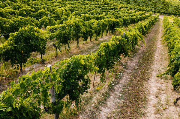 Bela Vista Aérea Das Vinhas Pôr Sol Toscana Itália Vinhedo — Fotografia de Stock