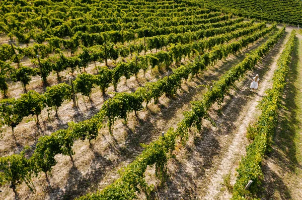 stock image Aerial view of beautiful girl in hat stands on large vineyard plantation. Woman tourist walking in Tuscan vineyards in Tuscany, Italy.