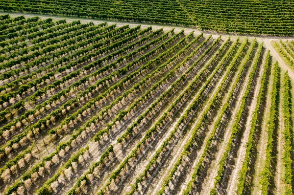 Bela Vista Aérea Das Vinhas Pôr Sol Toscana Itália Vinhedo — Fotografia de Stock