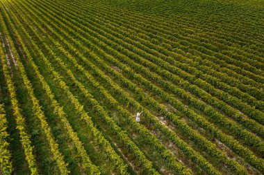 Şapkagüzel kız havadan görünümü büyük bağ plantasyon duruyor. Toskana, İtalya Toskana üzüm bağlarında yürüyen kadın turist.
