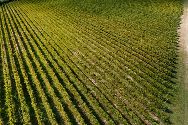 Bela Vista Aérea Das Vinhas Pôr Sol Toscana Itália Vinhedo — Fotografia de Stock