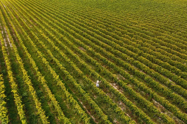 Vista Aérea Menina Bonita Chapéu Plantação Grande Vinha Mulher Turista — Fotografia de Stock