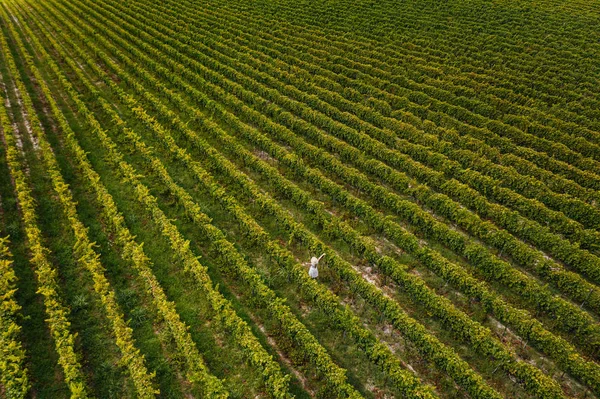 Luchtfoto Van Mooi Meisje Hoed Staat Grote Wijngaard Plantage Vrouw — Stockfoto