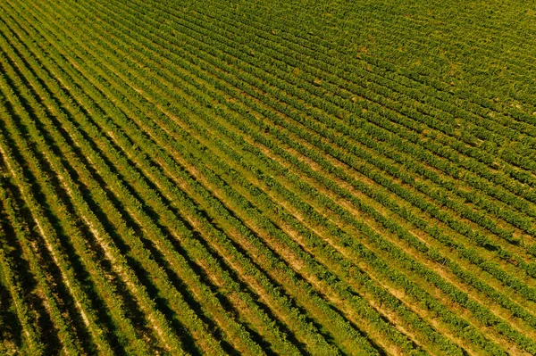 Bela Vista Aérea Das Vinhas Pôr Sol Toscana Itália Vinhedo — Fotografia de Stock