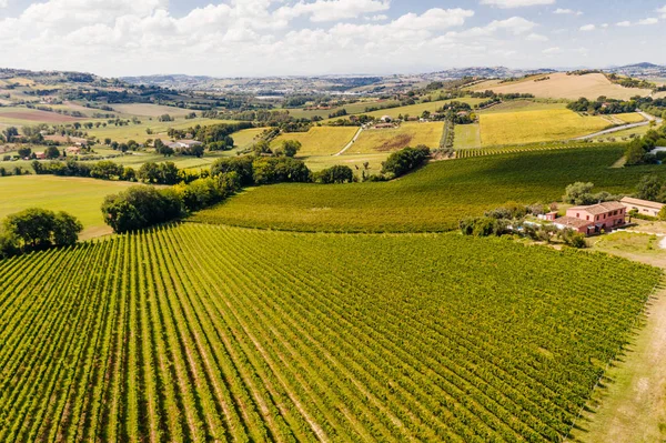 Beautiful aerial view of vineyards at sunset in Tuscany, Italy. Vineyard wonderful landscape