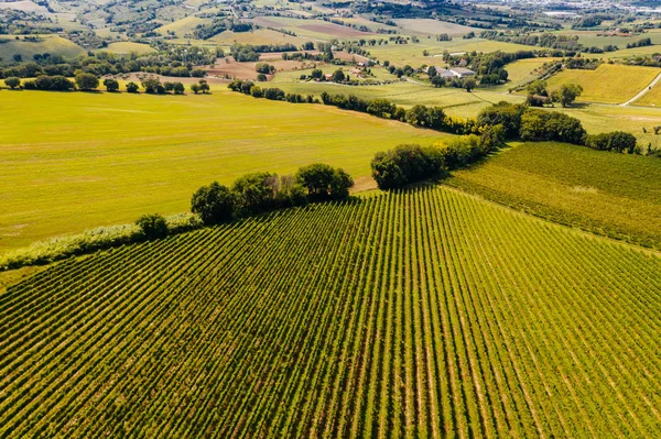 Bela Vista Aérea Das Vinhas Pôr Sol Toscana Itália Vinhedo — Fotografia de Stock