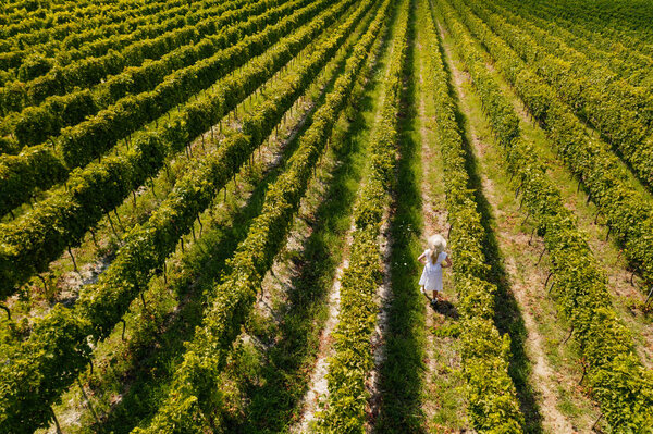 Aerial view of beautiful girl in hat stands on large vineyard plantation. Woman tourist walking in Tuscan vineyards in Tuscany, Italy.