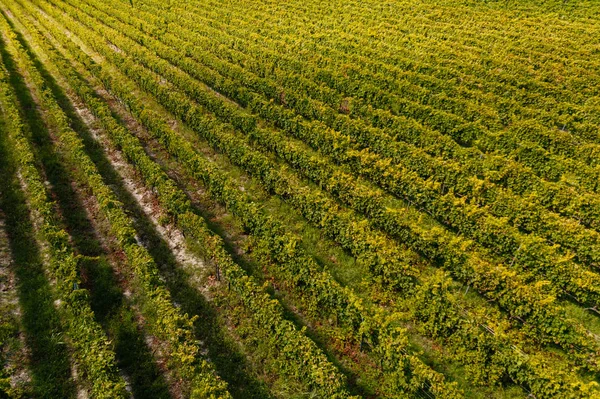 Beautiful aerial view of vineyards at sunset in Tuscany, Italy. Vineyard wonderful landscape