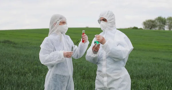 Colaboradores caucasianos, biólogos masculinos e femininos em trajes protetores verificando a influência de pesticidas e produtos químicos em plantas orgânicas trigo em campo verde. Homem e mulher, investigadores agrícolas . — Fotografia de Stock