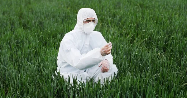 Ecologo maschio caucasico scienziato in costume protettivo e occhiali che cammina nel campo verde e raccoglie erbe di grano. Uomo agricoltore ricercatore esaminando il raccolto all'aperto. — Foto Stock