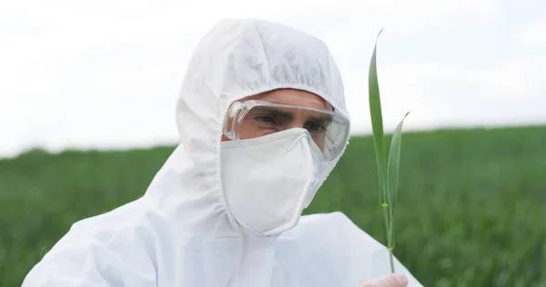 Großaufnahme eines kaukasischen männlichen Ökologen in Schutzkleidung und Schutzbrille, der auf einem Feld sitzt und Weizenkraut pflückt. Landwirt bei der Ernte. Laborant im Freien untersucht Gras. — Stockfoto