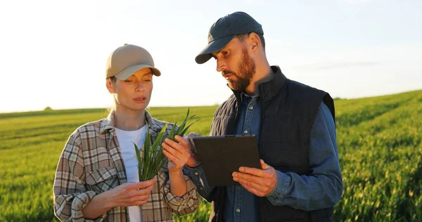 Caucasico bello giovane donna e uomo con i cappelli in piedi sul campo e parlando di lavoro agricolo. Maschio mostrando alla femmina qualcosa sul dispositivo tablet. Coppia di agricoltori . — Foto Stock