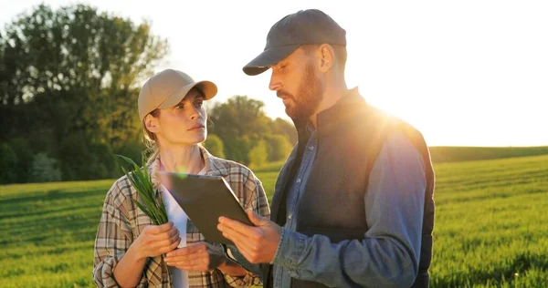 Caucasian good looking young woman and man in hats standing in field and talking about work. Male showing to female something on tablet device. Couple of farmers examining green plants of wheat. — Stock Photo, Image