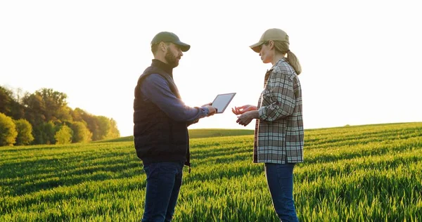 Caucasian man farmer standing in field with tablet device in hands and showing something to woman on screen. Couple of farmers in margin of green wheat making deal and shaking hands. — Stock Fotó
