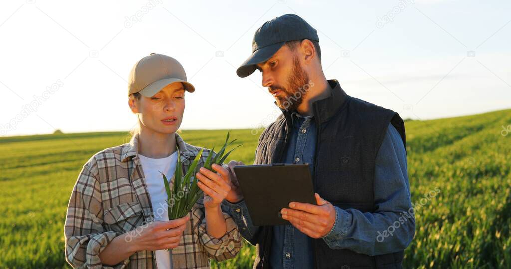 Caucasian good looking young woman and man in hats standing in field and talking about farming work. Male showing to female something on tablet device. Couple of farmers.