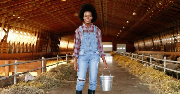 Portré afro-amerikai fiatal nő pásztor tarka ing áll istállóban juhok farm vödör, mosolygós és a kamerába. Női farmer a szarvasmarha istállóban. Dolly lőtt. Takarmányozási koncepció — Stock Fotó