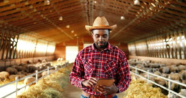 아프리카계 미국인잘생긴 청년이 모자를 쓰고 안정 된 자세로 서서 태블릿 장치를 사용하고 실내에 있는 양 떼를 보고 있습니다. 동물을 가지고 컴퓨터를 두드리고 검색하는 수컷 농부 — 스톡 사진