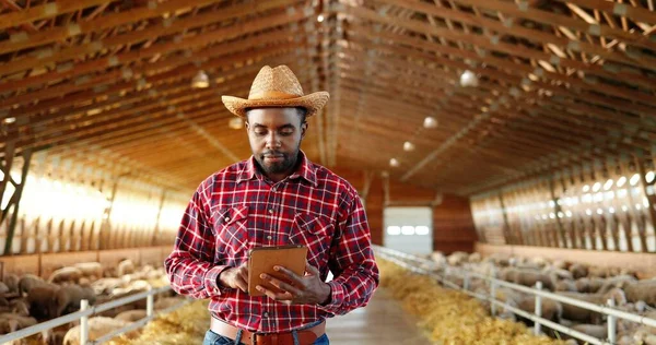 Jonge Afro-Amerikaanse herder in motley shirt en hoed lopen in schuur met vee dieren en met behulp van tablet apparaat. Mannelijke boer in stal met schapen tikken op gadget. Werknemer stapt in schuur. — Stockfoto