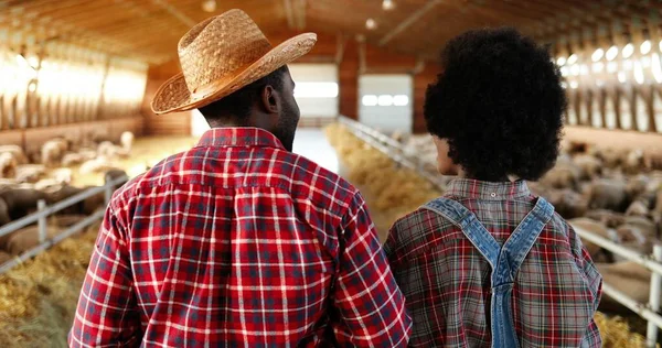 Rear of African American man and woman shepherds walking inside shed with cattle animals and talking. Back view on male and female farmers walk in stable with sheep flock. Workers stepping in barn. — Stock Photo, Image