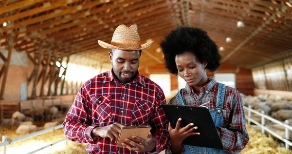 Afro-Amerikaanse paar mannelijke en vrouwelijke boeren staan in schuur met schaapskudde, praten en het gebruik van tablet apparaat. Herders in stal met vee, het hebben van gesprek en tikken op gadget. — Stockfoto