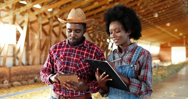 Afro-Amerikaanse paar mannelijke en vrouwelijke boeren staan in schuur met schaapskudde, praten en het gebruik van tablet apparaat. Herders in stal met vee, het hebben van gesprek en tikken op gadget. — Stockfoto