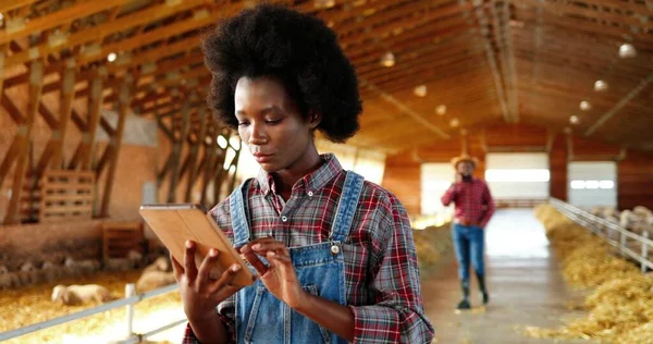 Young African American pretty woman using tablet device and thinking in farm stable. Female farmer tapping and scrolling on gadget computer in shed. Man speaking on phone on background. — Stock Photo, Image