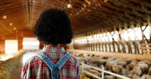 Rear op Afro-Amerikaanse krullende vrouw lopen in stal met schapen kudde. Achteraanzicht op een jong meisje dat de schuur in gaat met vee. Landbouwconcept. Vrouwelijke boer. Veterinair. — Stockfoto