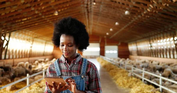 Jeune afro-américaine jolie femme utilisant un appareil tablette et marchant dans l'écurie agricole. agriculteur femelle tapant et défilant sur l'ordinateur gadget dans hangar. Aller à l'intérieur hangar avec du bétail. — Photo